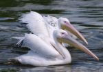 Pelicans Stock Photo