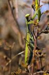 Mantis Religiosa Stock Photo