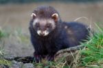 European Polecat (mustela Putorius) Enjoying The Sunshine Stock Photo