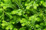 Selaginella Kraussiana Green Small Plant Stock Photo