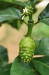 Noni Fruit Stock Photo