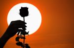 Silhouette Of Single Rose At Sunset Stock Photo