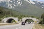 Wildlife Overpass Stock Photo