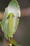 Foxy Emperor (charaxes Jasius) Stock Photo