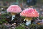 Amanita Muscaria Stock Photo