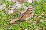 The Close-up Of The Young Sparrow Stock Photo