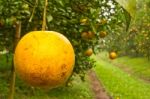 Orange Garden In North Of Thailand Stock Photo