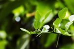 Kaffir Lime Stock Photo