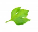 Celery Isolated On The White Background Stock Photo