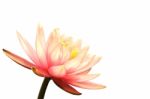 Pink Lotus On White Stock Photo