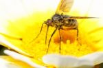 Balloon Fly (empis Tessellata) Stock Photo