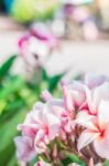 Frangipani In The Garden Stock Photo