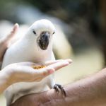 Cockatoo Stock Photo