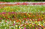 Portulaca Stock Photo