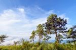 Pine Trees On The Mountain Stock Photo