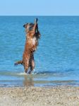 Small Pyrenean Sheep Dog Stands On Its Hind Legs Stock Photo