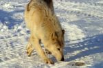 A White Wolf In The Snow Stock Photo