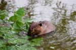 The North American Beaver Is Eating Stock Photo