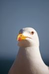 Seagull Head Stock Photo