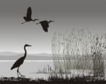 Illustration Herons Stock Photo