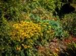 Black-eyed Susan Flowers In An English Country Garden Stock Photo