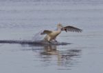 Beautiful Isolated Image With A Powerful Swan's Landing Stock Photo