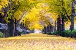 Row Of Yellow Ginkgo Trees In Asan, Korea Stock Photo