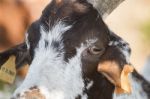 Head Of Brown Goat Stock Photo