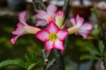 Pink Desert Rose Or Impala Lily Or Mock Azalea Flower Stock Photo