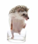 Hedgehog In A Glass Stock Photo