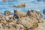 Marine Iguana On Galapagos Islands Stock Photo