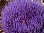 Globe Artichoke Flower (cynara Scolymus Stock Photo