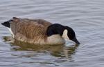 Beautiful Isolated Picture With A Canada Goose In The Lake Stock Photo