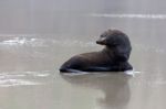 New Zealand Fur Seal (arctocephalus Forsteri) Stock Photo