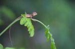 Young Lizard Climbs On  Moringa Leaves Stock Photo