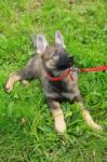 German Shepard Puppy Stock Photo