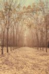 Rubber Plantation In Autumn Stock Photo