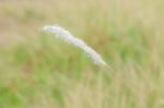 Grass Flower Stock Photo