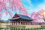 Gyeongbokgung Palace With Cherry Blossom In Spring,south Korea Stock Photo