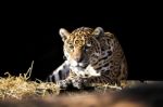 Wild Leopard Lying Relaxed Stock Photo