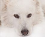 White Dog Portrait Stock Photo