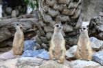 Meerkats Family Standing Alert Stock Photo