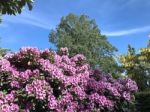 Nature And Flowers In The Park Stock Photo