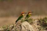 Chestnut Headed Bee Eater Stock Photo