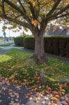 Bird Cherry (prunus Padus) Tree In Autumn In East Grinstead Stock Photo