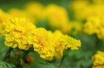 Marigolds With Background Blurred Stock Photo