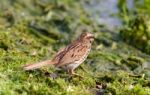 The Close-up Of The Young Sparrow Stock Photo