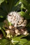 Bee Feeding On Flowering Castor Oil Plant (ricinus Communis) Stock Photo