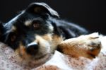 Anxious Dog Stock Photo