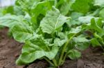 Green Chard Plantation In The Organic Garden Stock Photo